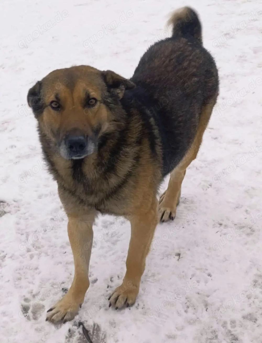 Georgie braucht ein richtiges Zuhause