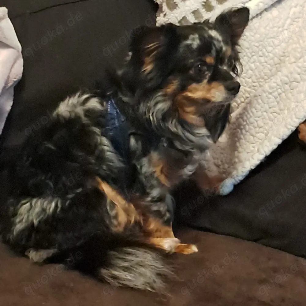 Deckrüde kein verkauf