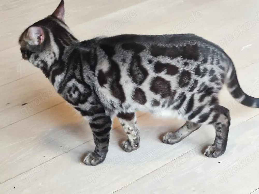 Bengal Deckkater