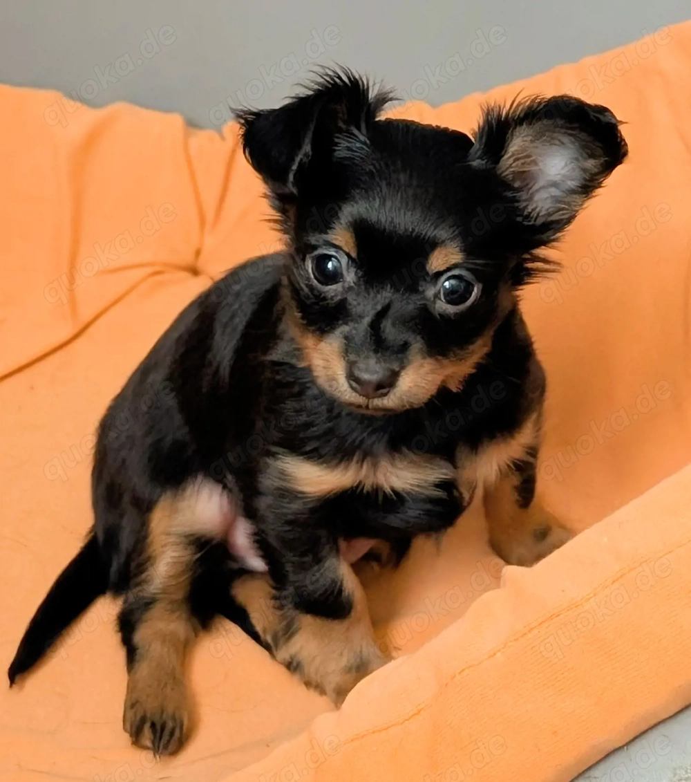 Schöne Mädchen Russkiy Toy