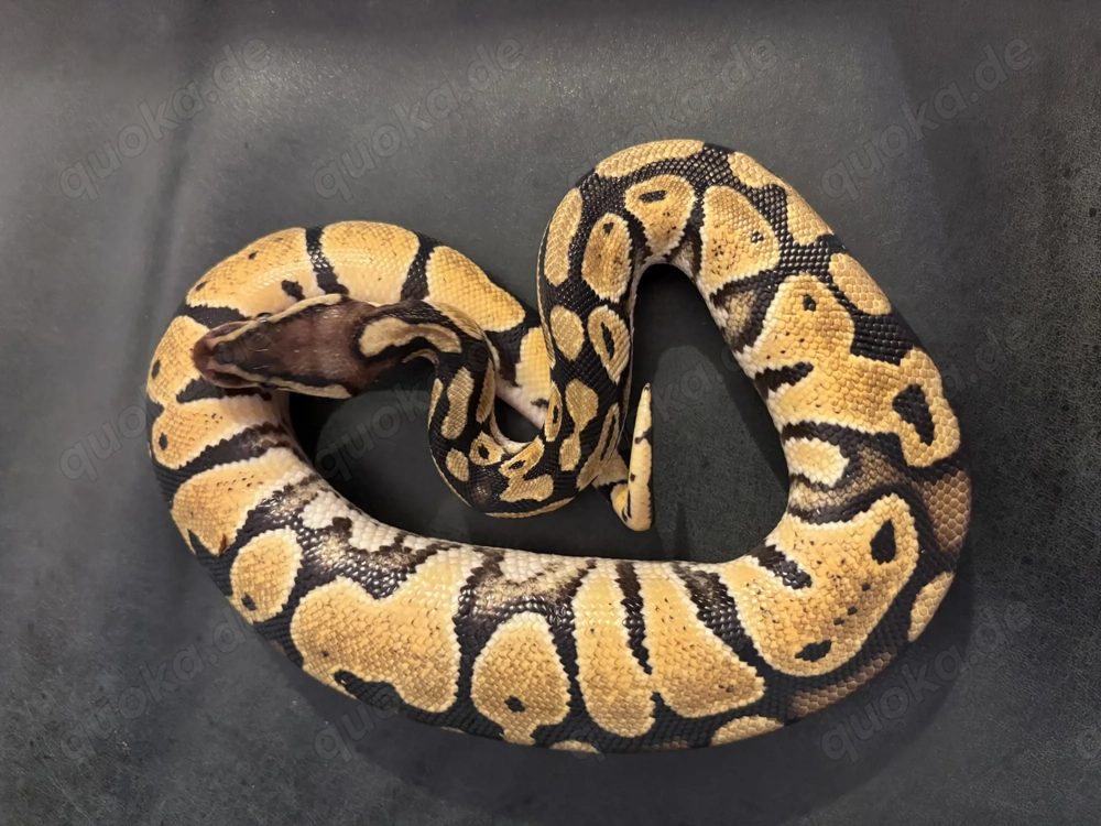 Königspython aus eigener Zucht, Jungtier, Python regius, Ballpython