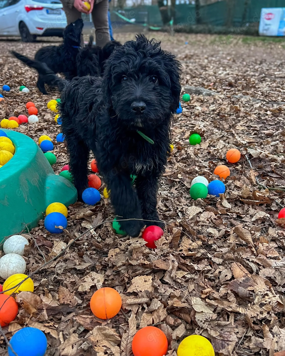 Grosspudel Border Collie Rüde