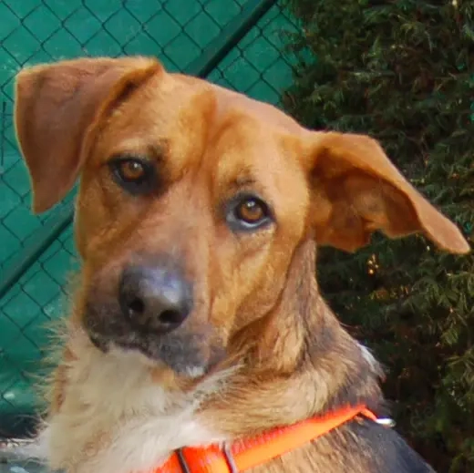 Fraeulein Mocca - 3 Jahre - Mix - Tierhilfe Franken e.V. 