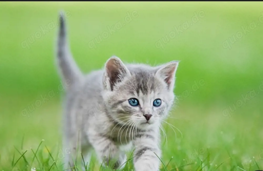 ich suche baby katzen (kitten) 