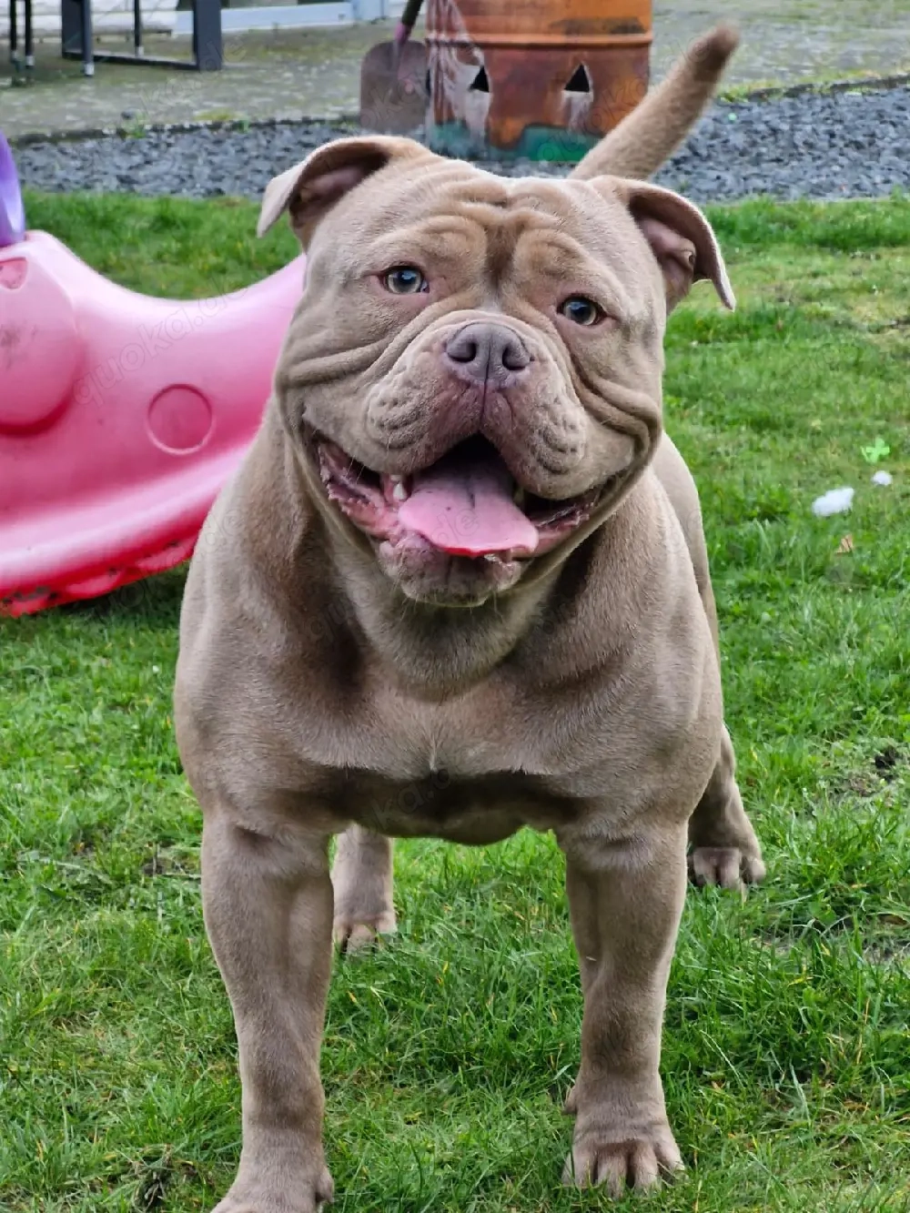OEB English Bulldog Rüde