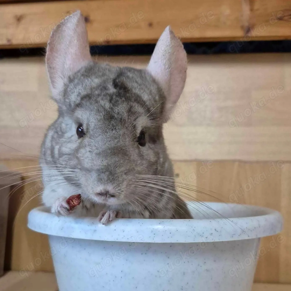 Little Zoe aus Ottweiler sucht Zuhause - Chinchilla Notfallvermittlungshilfe 