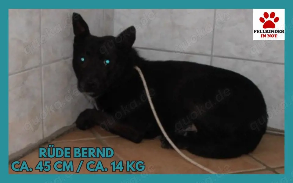Bernd Mischling Rüde Junghund sucht Zuhause oder Pflegestelle
