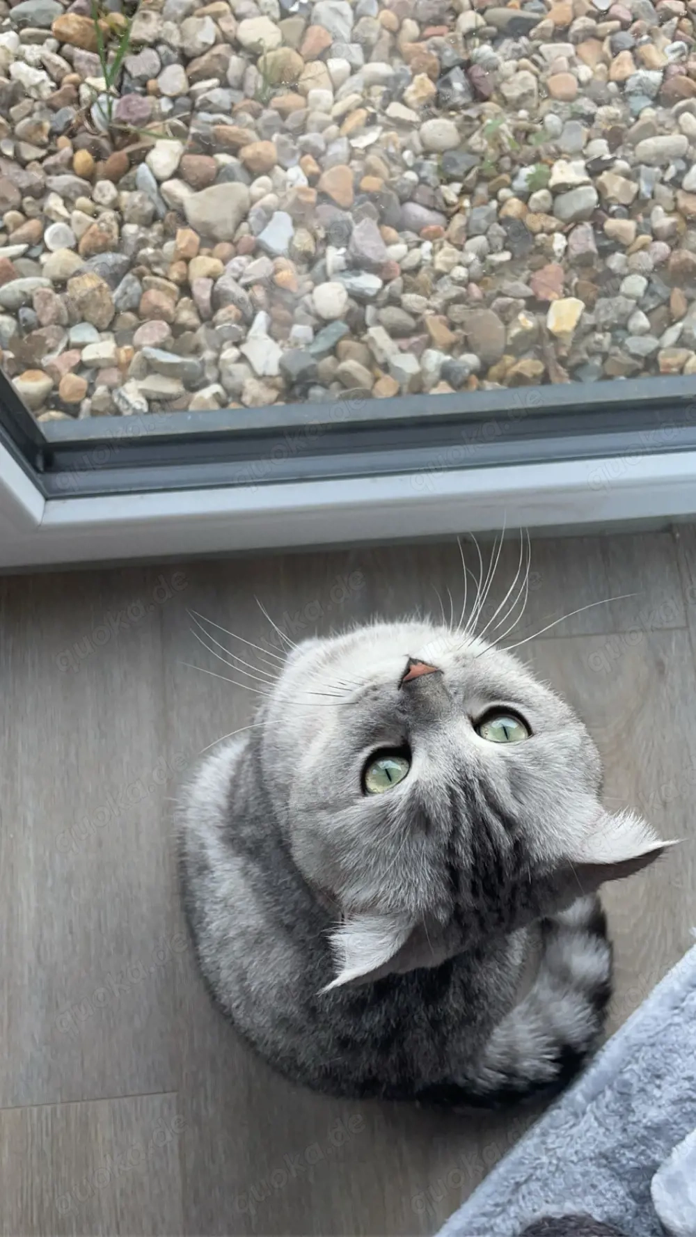 Zwei liebevolle BKH Geschwisterkatzen abzugeben