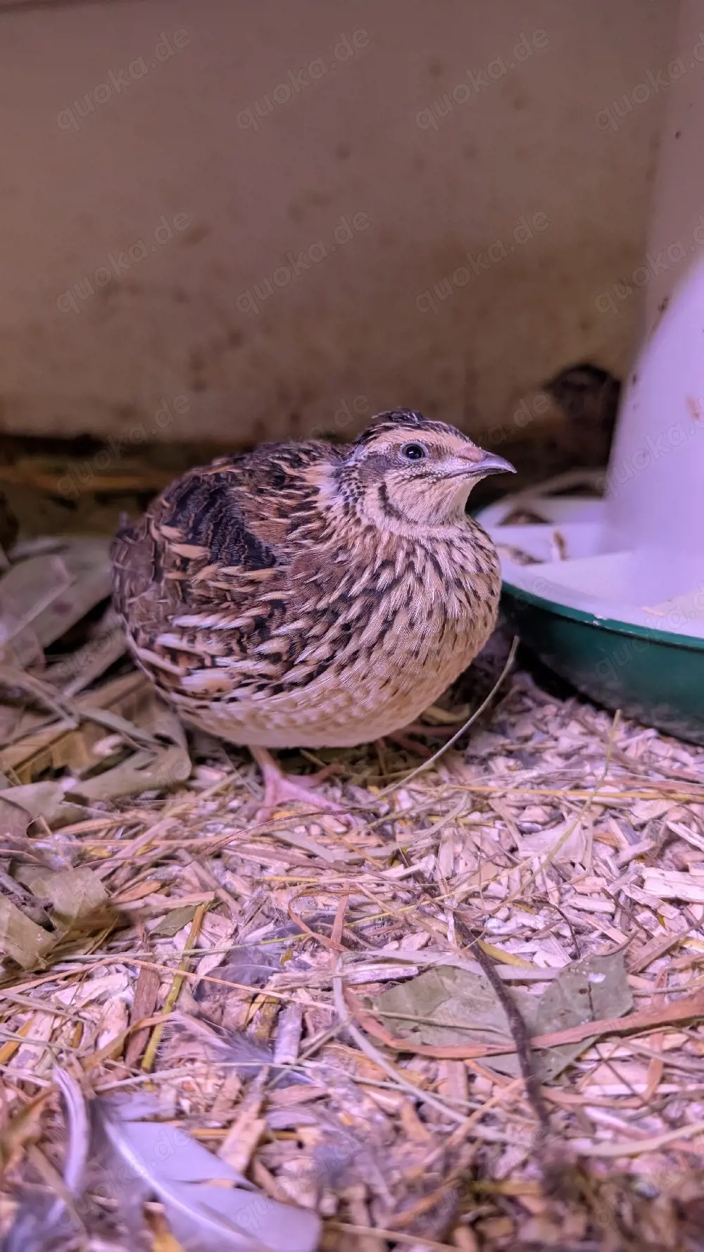 BE Bruteier Echte Europäische Feldwachtel