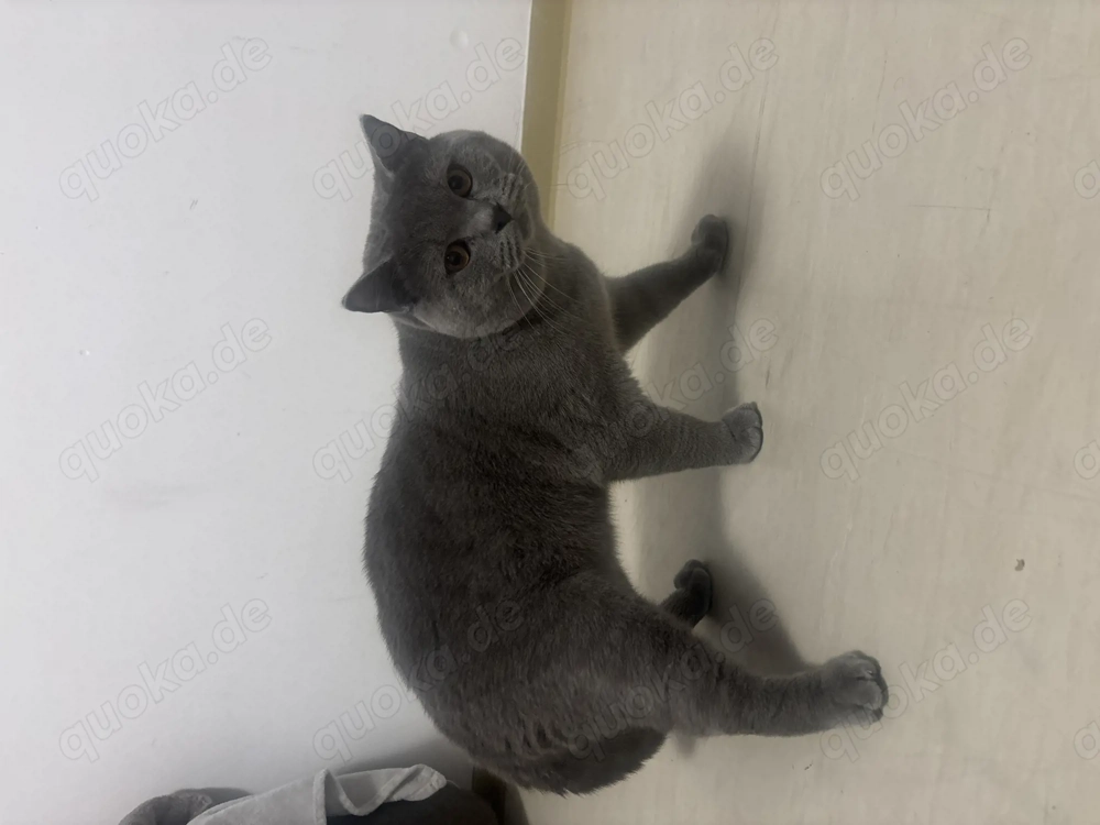 Deckkater Kein Verkauf 