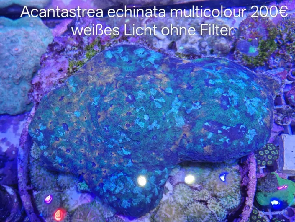 acantastrea echinata rainbow XXXL