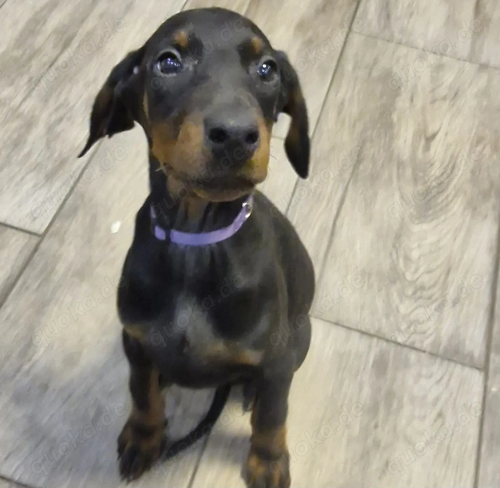 Dobermann Welpen Hündinnen 