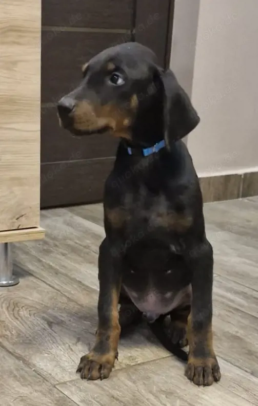 Dobermann RÜDE  Welpe