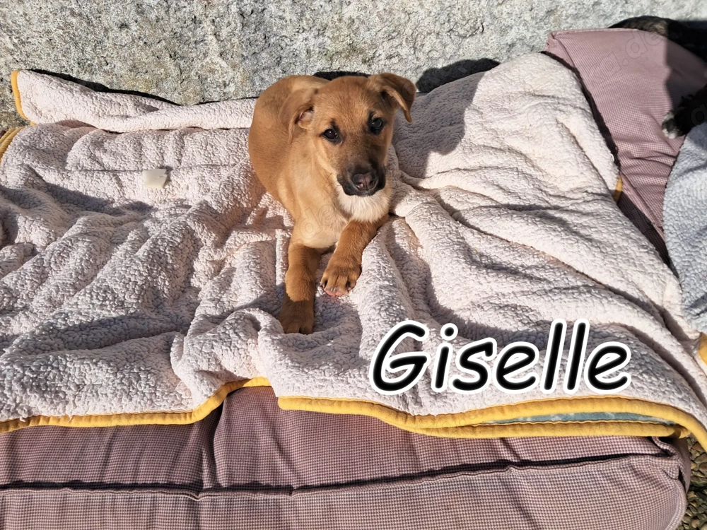 Giselle sucht ein Zuhause, das ihr Geborgenheit schenkt und mit ihr die Welt entdeckt.