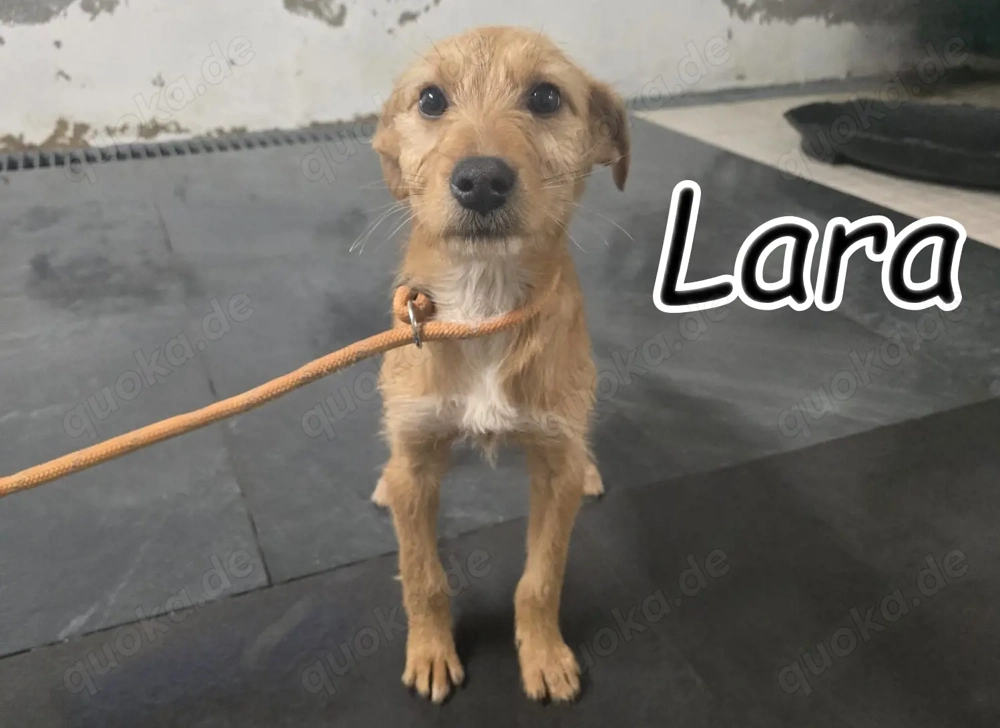 Möchtest du der Mensch sein, der Lara zeigt, wie schön sich Geborgenheit anfühlt?