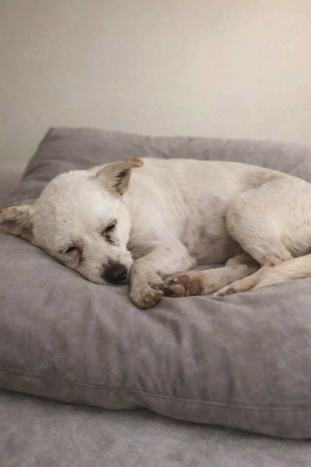 Blanca - hast du ein Körbchen für sie frei?