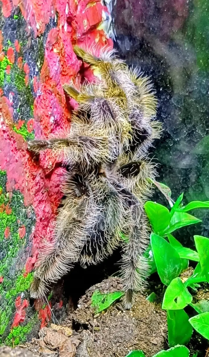 Tliltocatl albopilosus