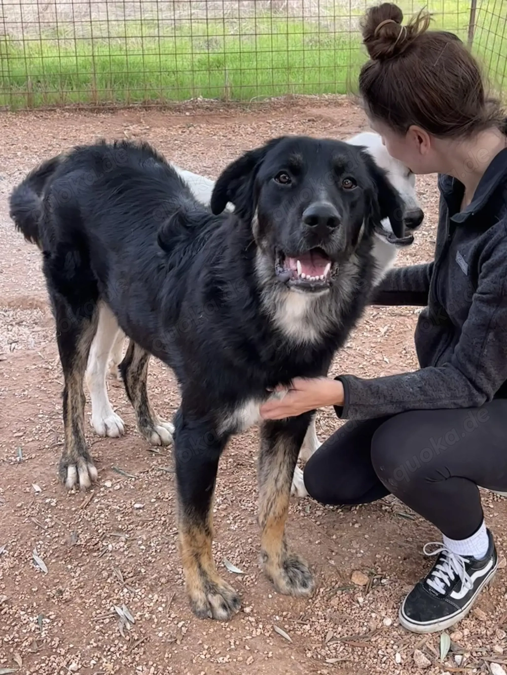 Mischlingsrüde Macho sucht sein Zuhause
