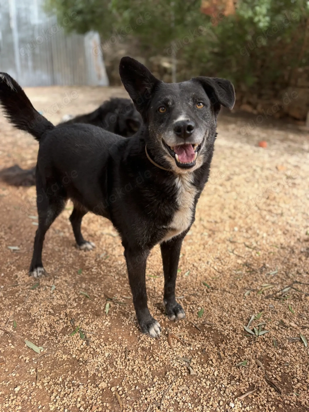 Mischlingsrüde Gerry sucht sein Zuhause
