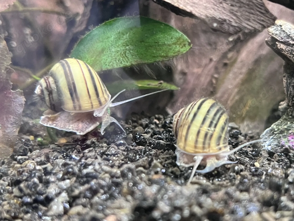 Zebra-Apfelschnecken 