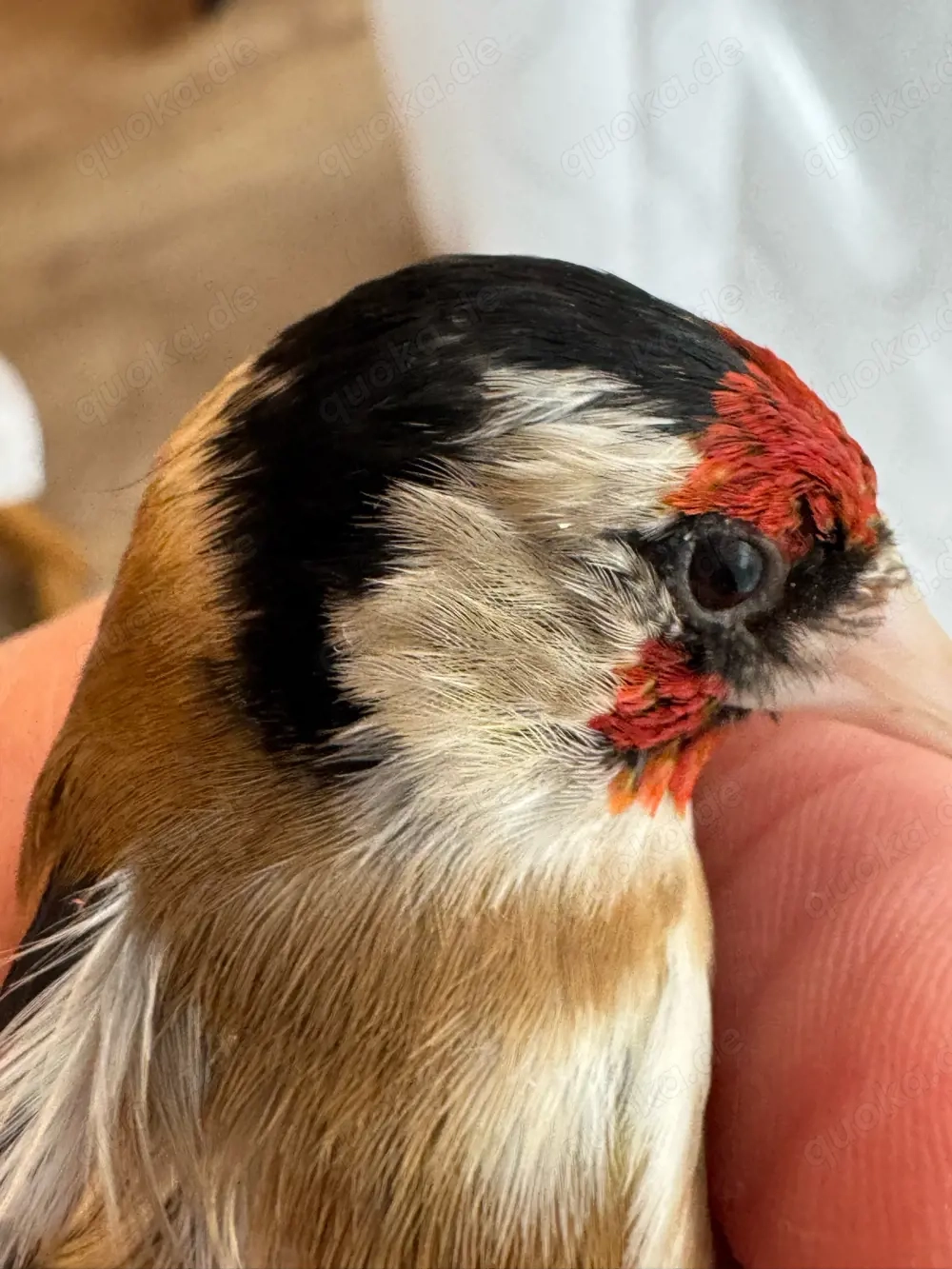 steglitz parva, männlich von 2025