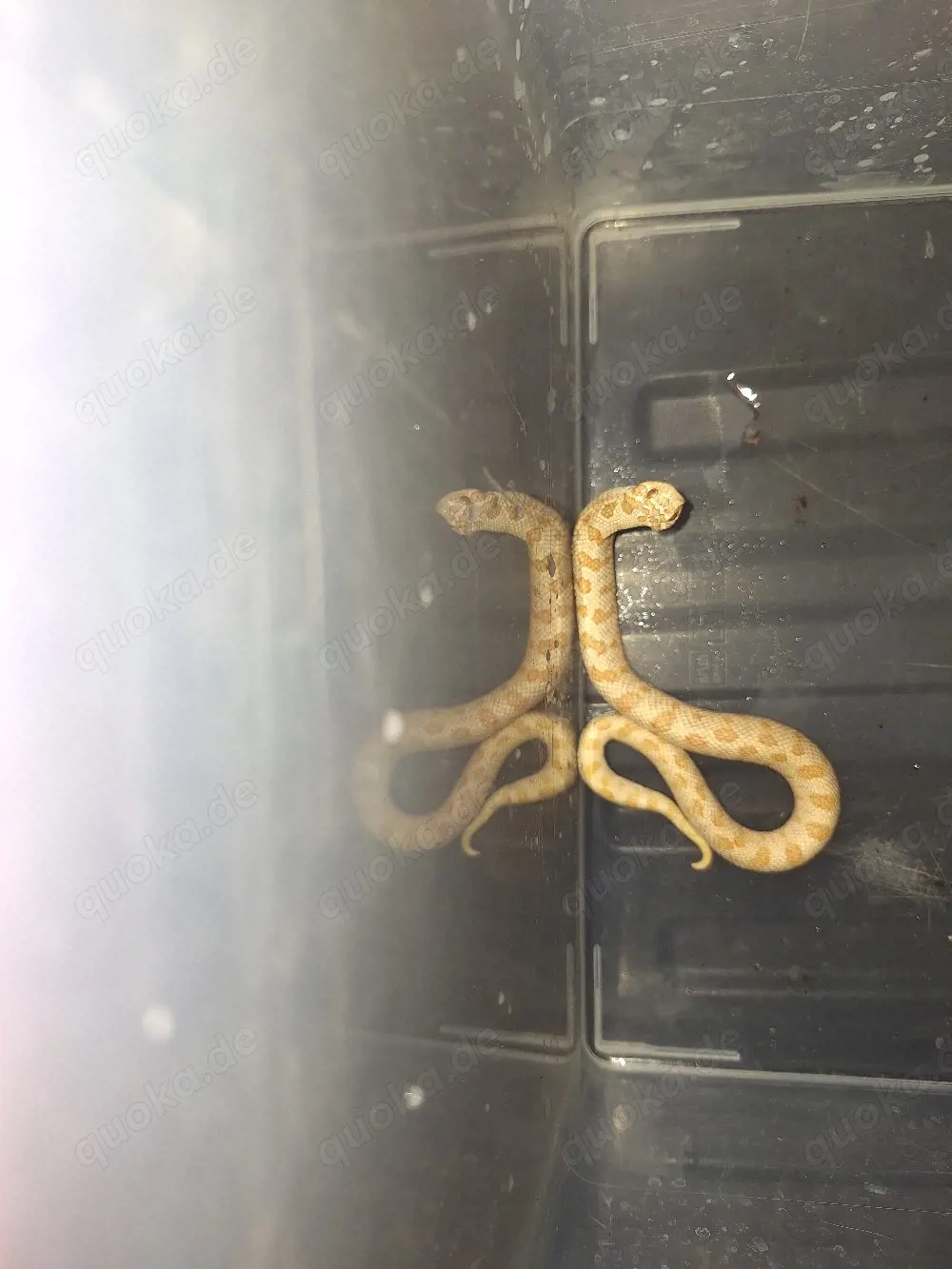 1.0 Heterodon nasicus Albino Conda sunglow