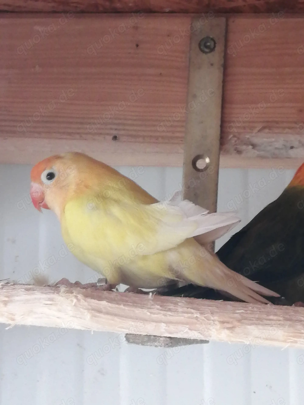 Suche einen Albino Hahn fischeri 