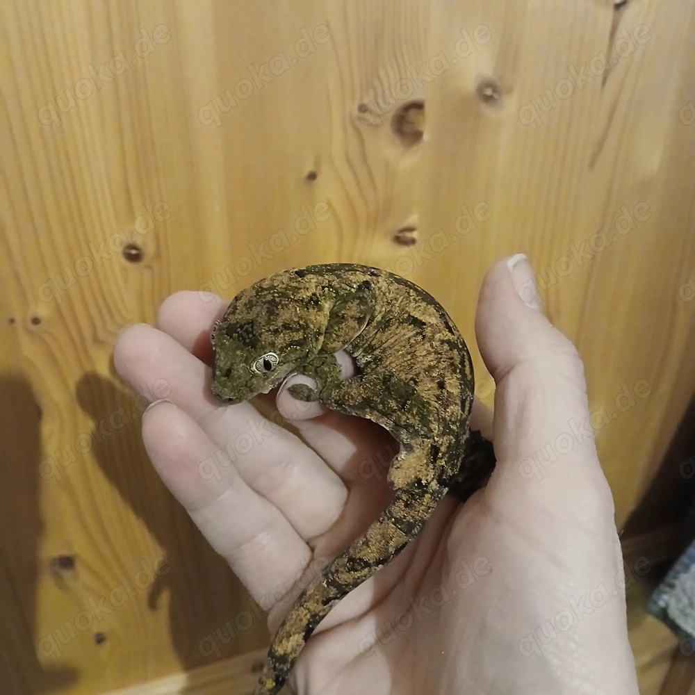 Chahoua Gecko (Mainland) NZ 24,25
