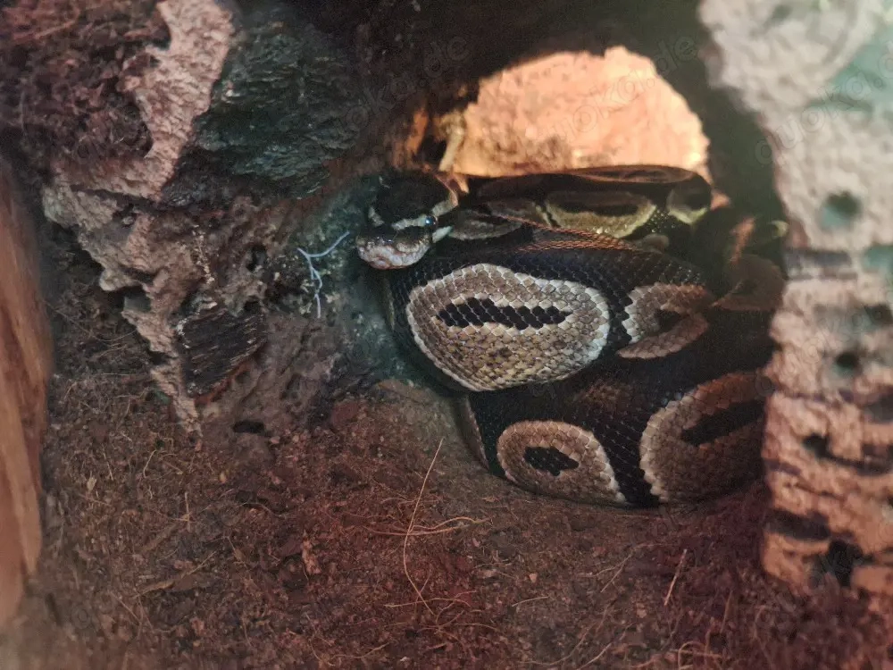 Männliche Königspython zu verkaufen