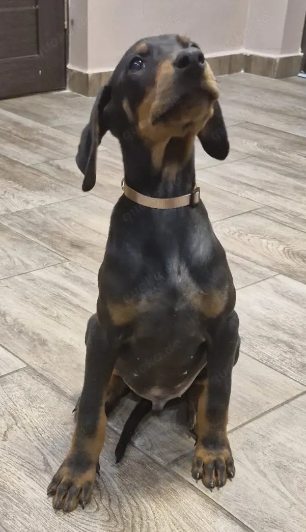 Dobermann Welpen Rüden
