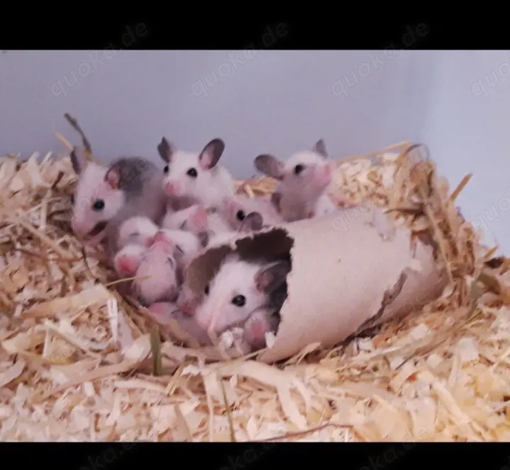 Suche Vielzitzenmäuse 