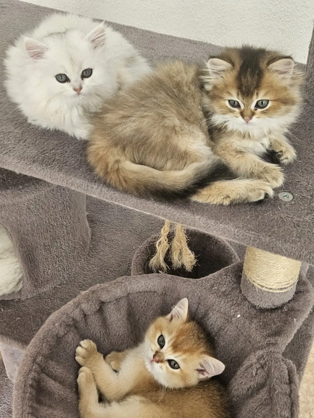 Zauberhafte Kitten mit Stammbaum 