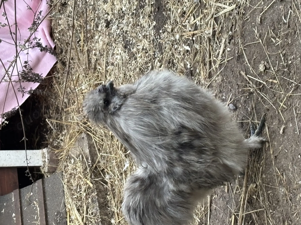 3 Zwergseidenhähne und Hennen mit Bart suchen ein neues Zuhause