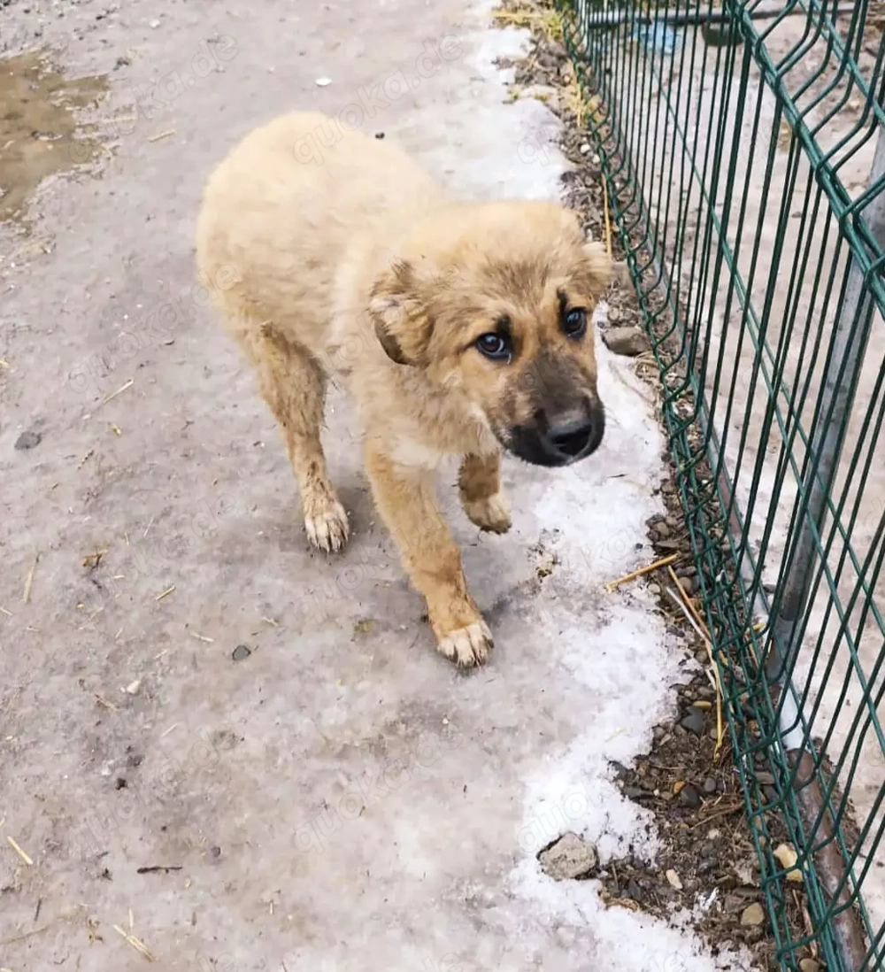 Dandy sucht seine Familie