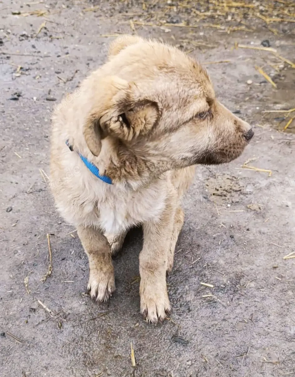 Duke soll in einer Familie aufwachsen