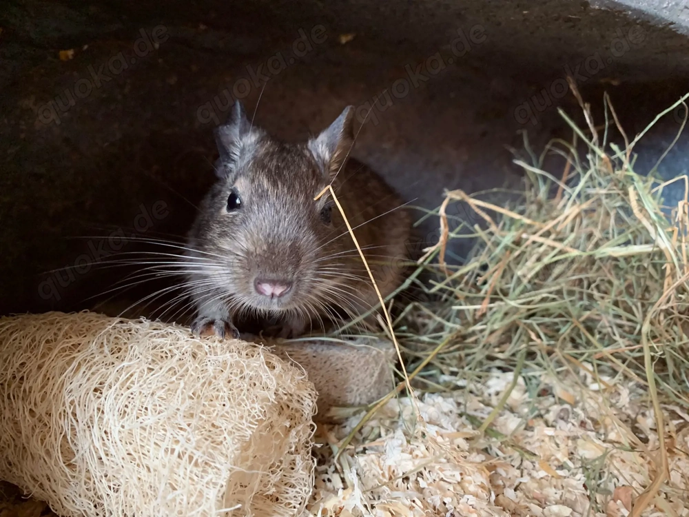 Hatschi sucht neues Zuhause (M, unkastriert, ca. 5J.)
