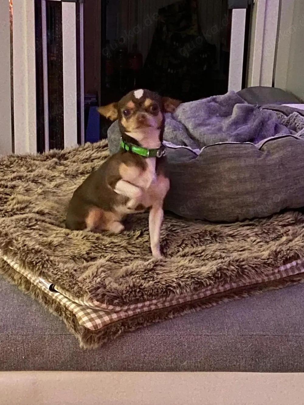 chihuahua deckrüde tricolor 