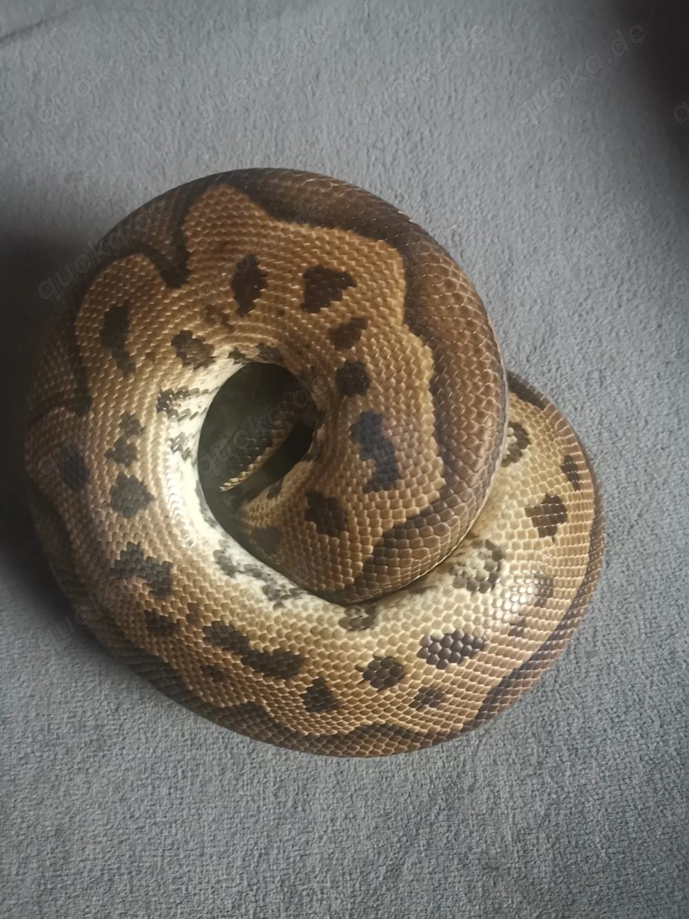 Königspython, Python regius 
