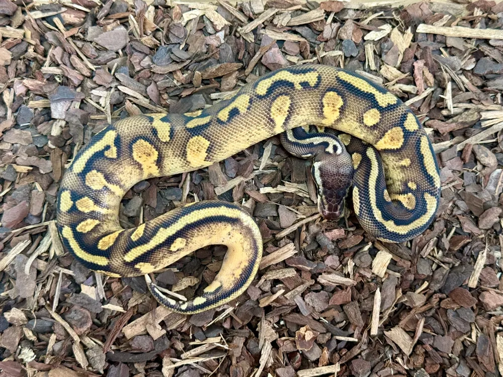 0.1Pastel Yellow Belly Copper double het Lavender Albino   Piebald Königspython