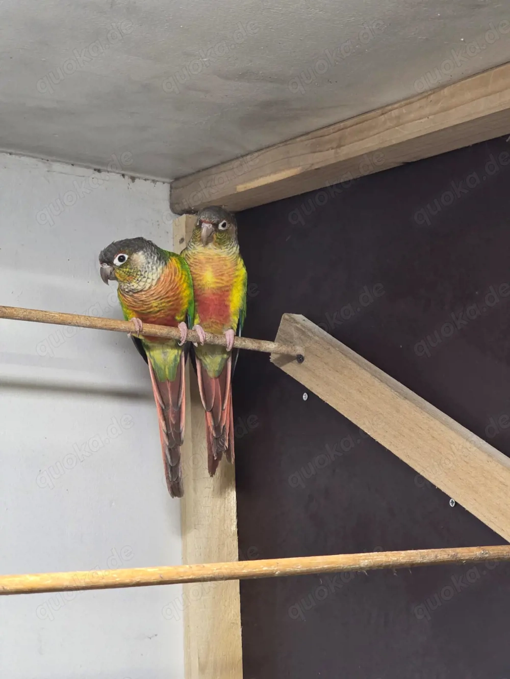 Guten Tag wir geben noch ein schönes Pärchen Rotschwanzsittiche  ab. 