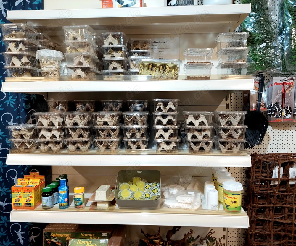 Futterinsekten in Top-Qualität