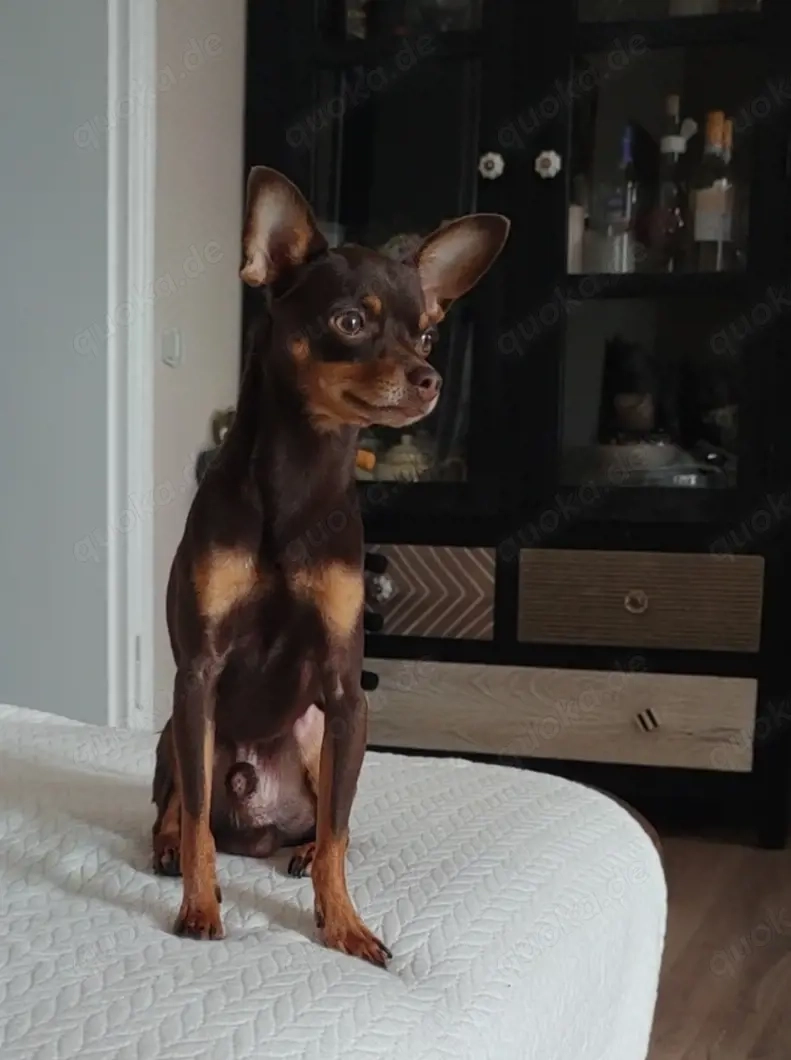 Deckrüde Russkiy Toy 