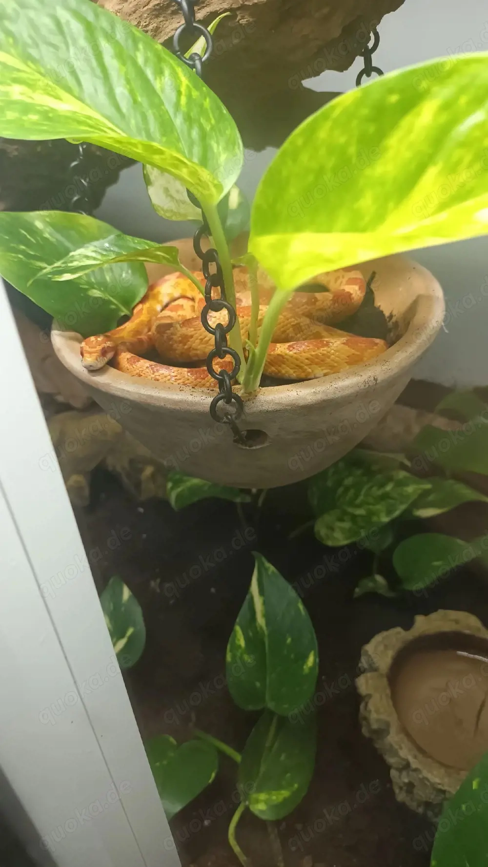 Kornatter mit Terrarium