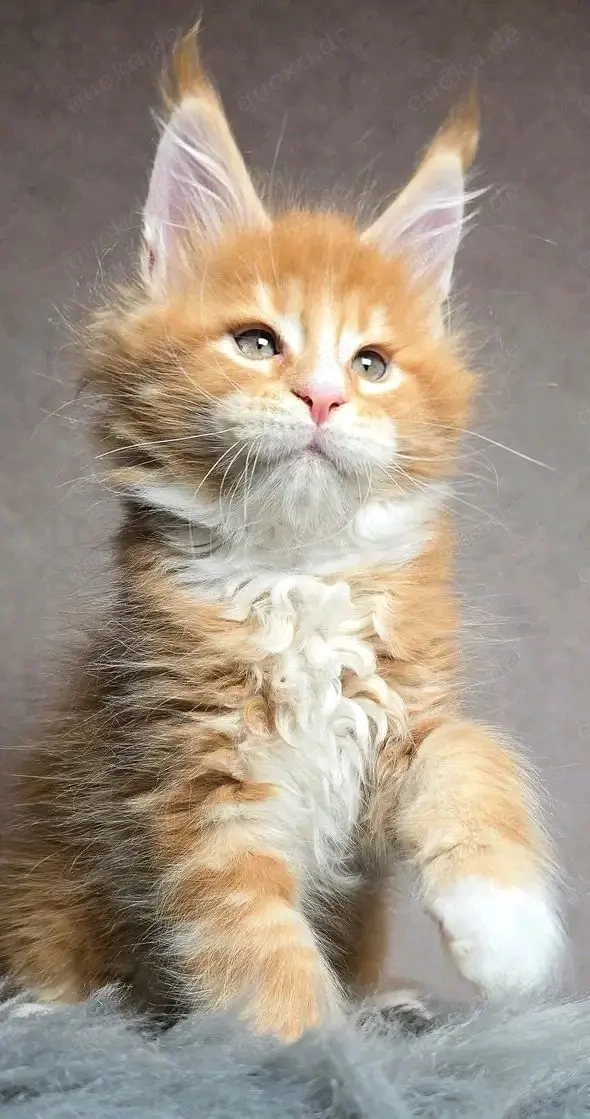 Reinrassige Maine-Coon-Kätzchen abzugeben