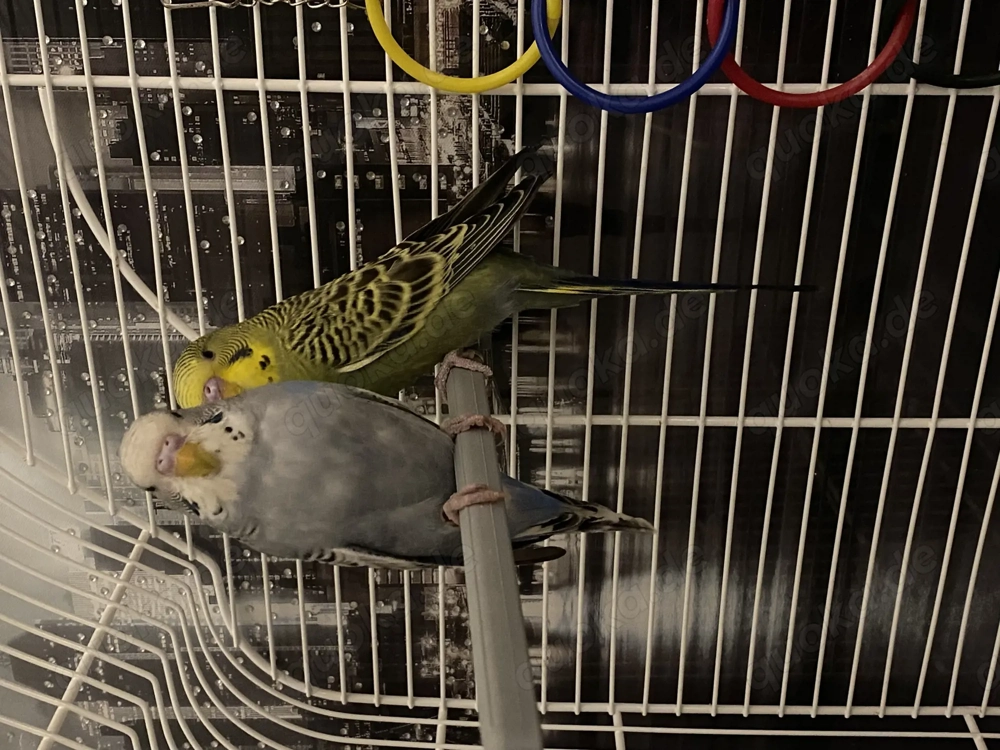 Wellensittich pärchen Weibchen und Männchen 