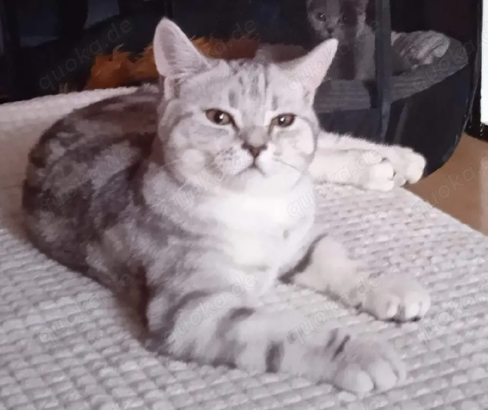Britisch kurzhaar Deckkater 