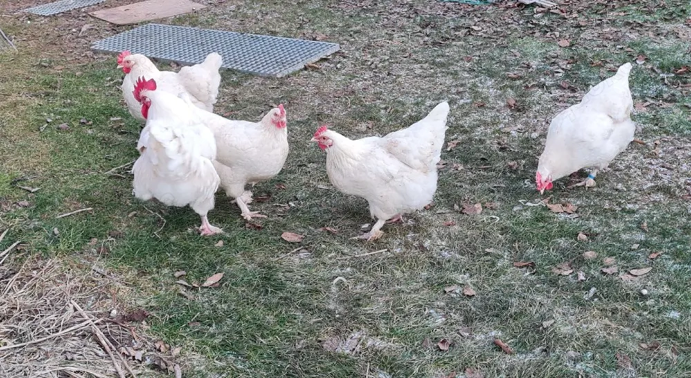 Bruteier Marans weiß 