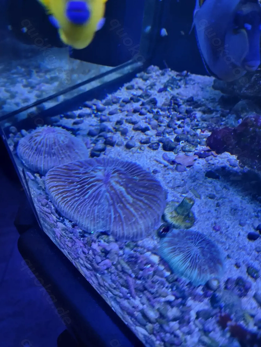 Pilzkoralle (Fungia spec.)