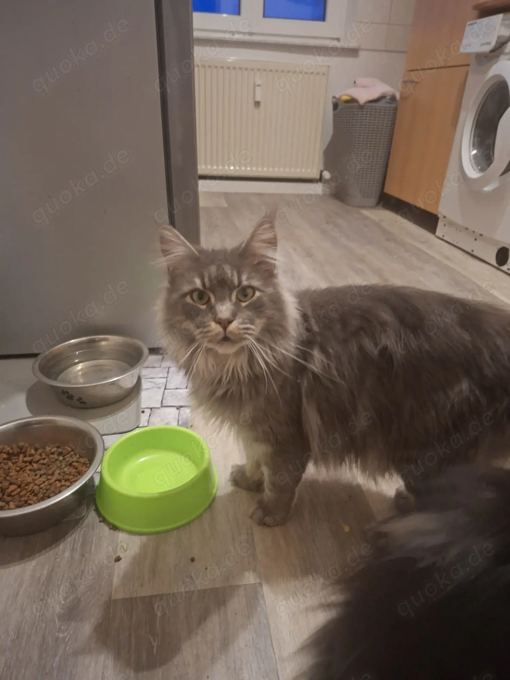 Thilda sucht ein neues Zuhause 