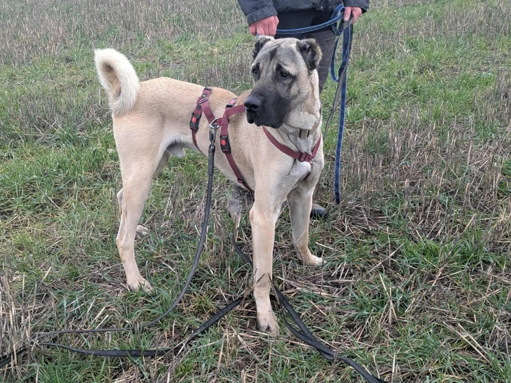 Großer Kangal Mischlingsrüde Cognac sucht sein zuhause